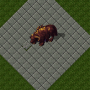 aatxe.png