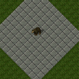Black Bear Black Bear