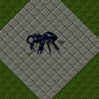 coconutcrab.png