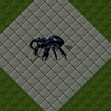 Coconut Crab Coconut Crab