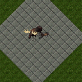 Elk Elk