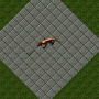 firesalamander.png