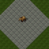 Grizzly Bear Grizzly Bear