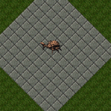 Hermit Crab Hermit Crab