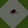 hornedbeetle.png