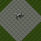 Horse Horse