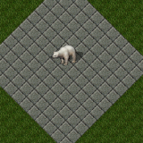 Polar Bear Polar Bear
