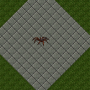 wolfspider.png