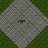 Wolf Spider Wolf Spider