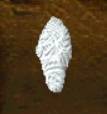 cocoon.jpg