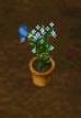 rareplant2.jpg