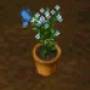 rareplant2.jpg