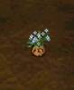rareplant3.jpg