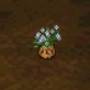 rareplant3.jpg
